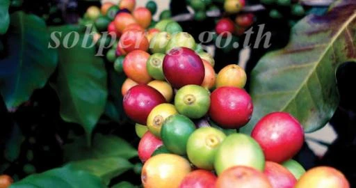 catalogs_file_1128_37_29_336889.webp